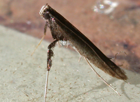 Sumac Leafblotch Miner 